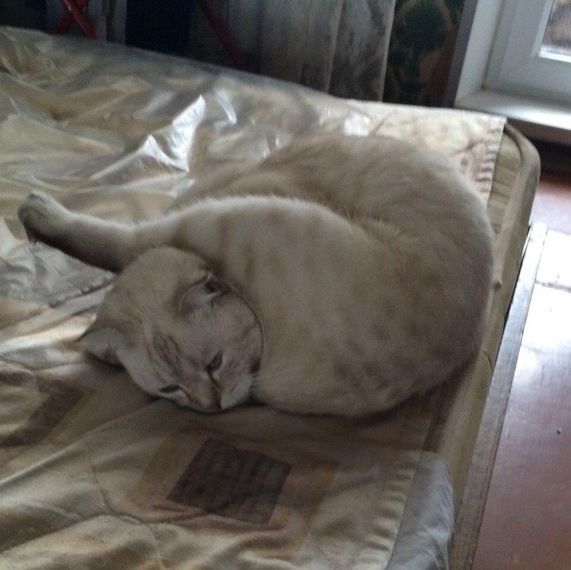 котэ,прикольные картинки с кошками,живность,отчаяние