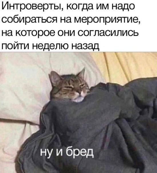﻿Интроверты, когда им надо собираться на мероприятие, на которое они согласились пойти неделю назад,котэ,прикольные картинки с кошками,интроверты,Мероприятие,бред,нытье