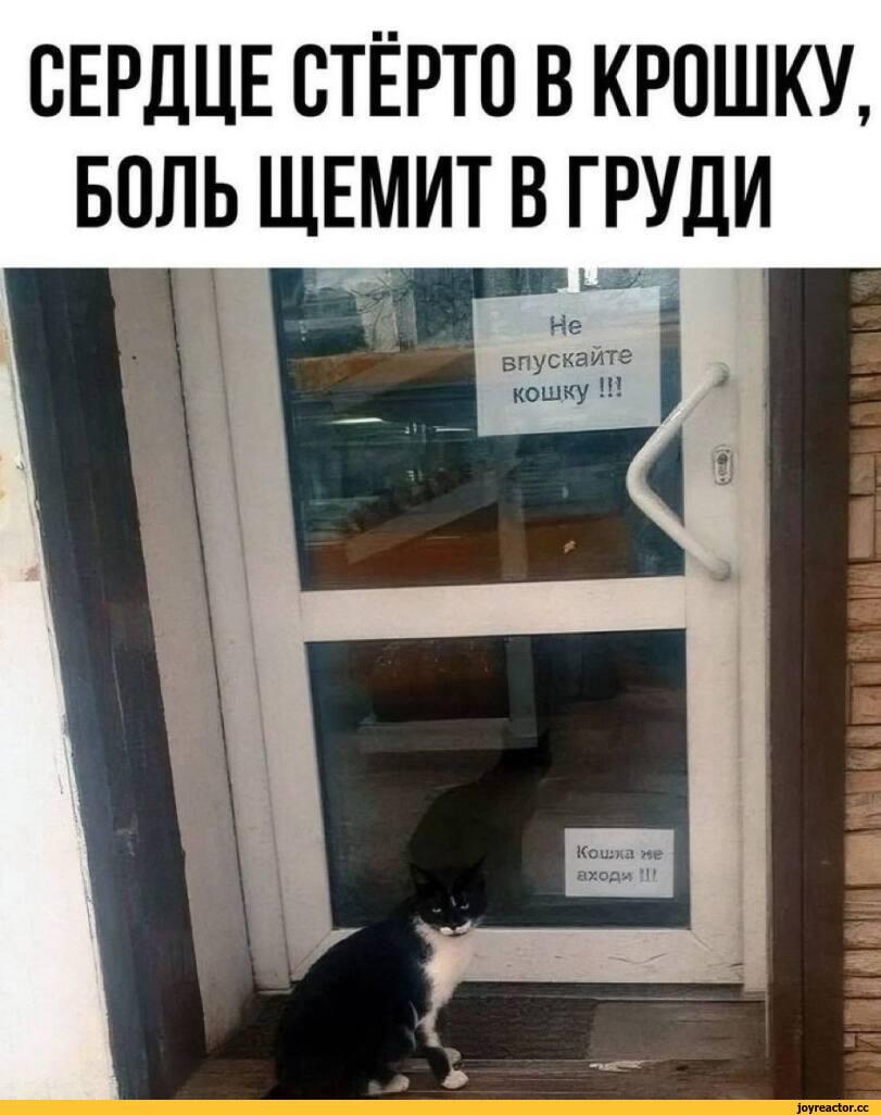 ﻿СЕРДЦЕ СТЁРТО В КРОШКУ, БОЛЬ ЩЕМИТ В ГРУДИ^Ш1ЙЙ111МШ|№«1 ШИК,,котэ картинки,Вижу Рифмы
