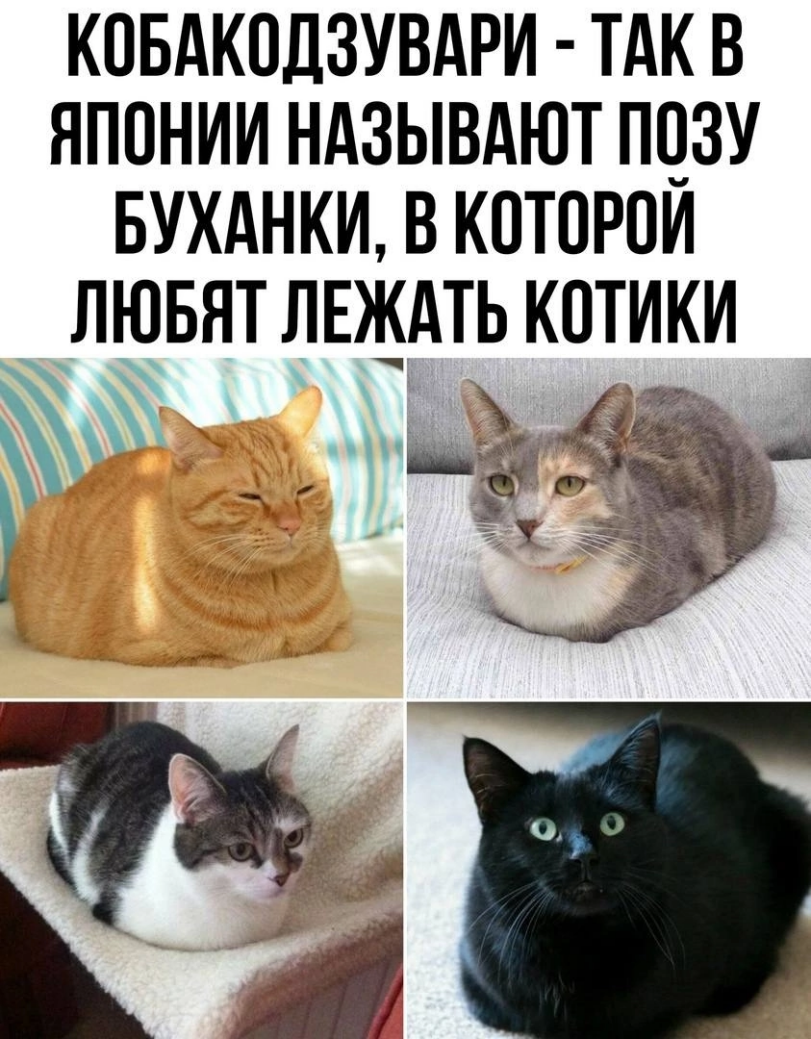 ﻿К0БАК0ДЗУВАРИ- ТАК В ЯПОНИИ НАЗЫВАЮТ ПОЗУ БУХАНКИ, В КОТОРОЙ ЛЮБЯТ ЛЕЖАТЬ КОТИКИ,котэ,прикольные картинки с кошками,кобакудзувари,буханка,Кобакодзувари,Япония,страны,こうばこずわり