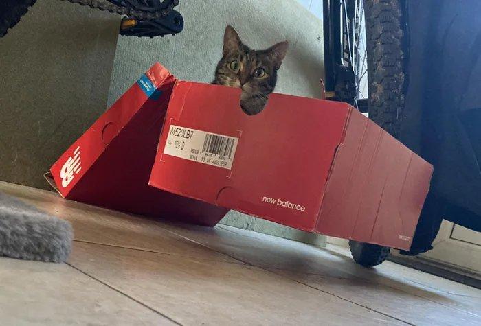 котэ,прикольные картинки с кошками,коробка,Магия,кот шрёдингера