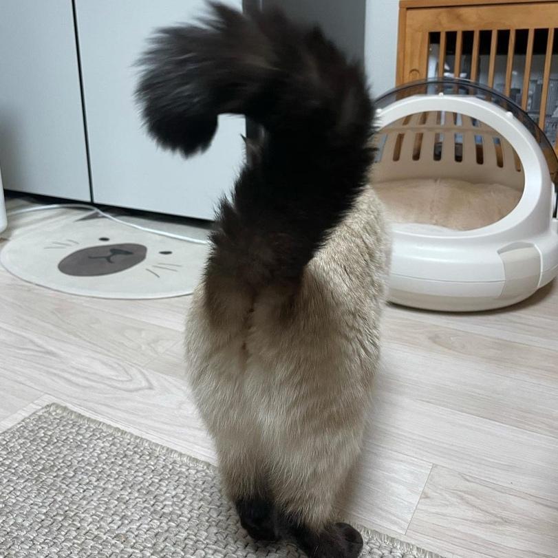 котэ,прикольные картинки с кошками,котья жопа,хвост