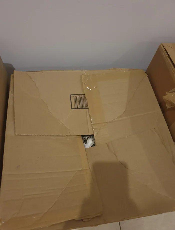 котэ,прикольные картинки с кошками,кот шрёдингера,коробка