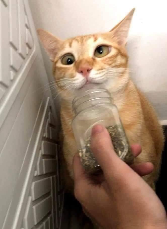котэ,прикольные картинки с кошками,кошачья мята,этот взгляд