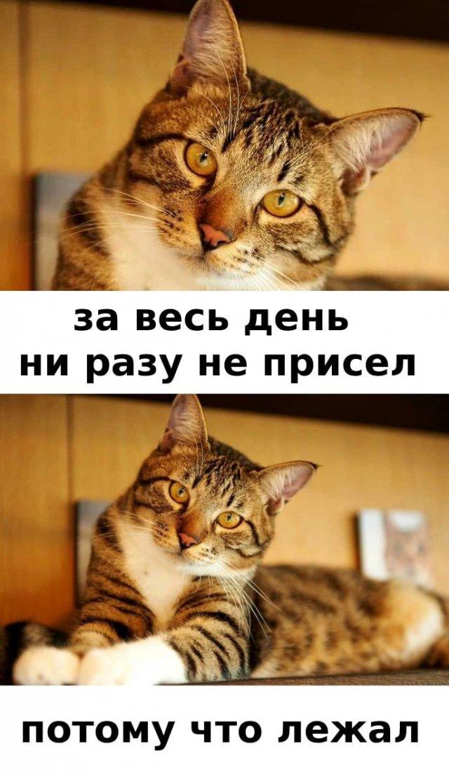 ﻿за весь день ни разу не присел потому что лежал,котэ,прикольные картинки с кошками,лень,работа