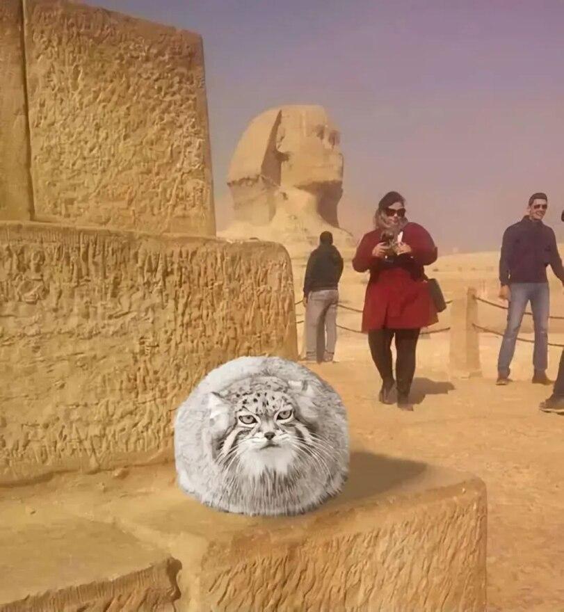 котэ,прикольные картинки с кошками,манул,песочница