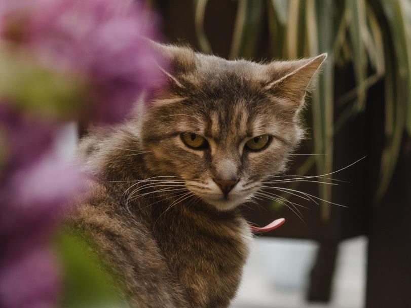 котэ,прикольные картинки с кошками,одесские котики,под катом еще