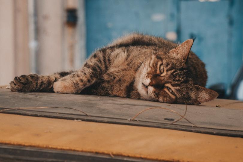 котэ,прикольные картинки с кошками,одесские котики