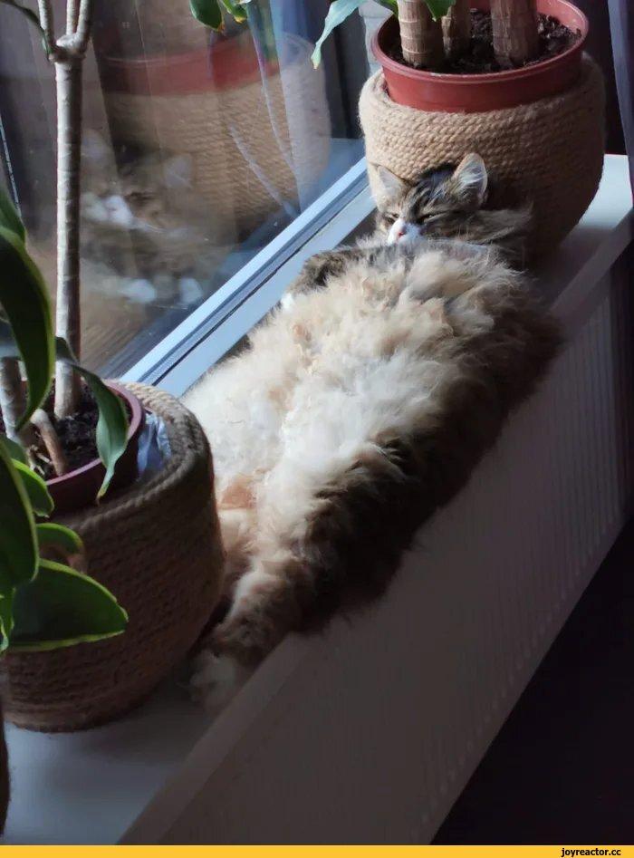 котэ,прикольные картинки с кошками,подоконник,удобно