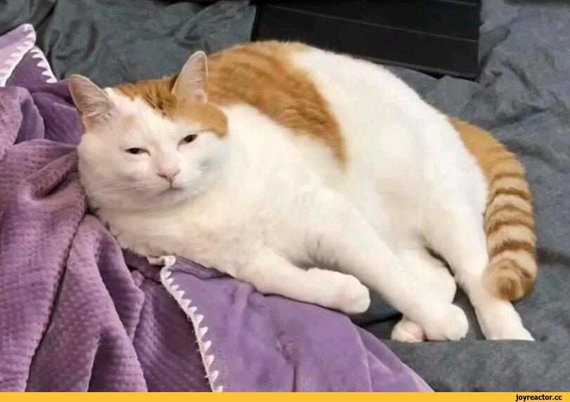 котэ,прикольные картинки с кошками,подушка,cats,pillow