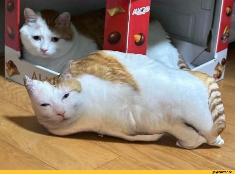 котэ,прикольные картинки с кошками,подушка,cats,pillow