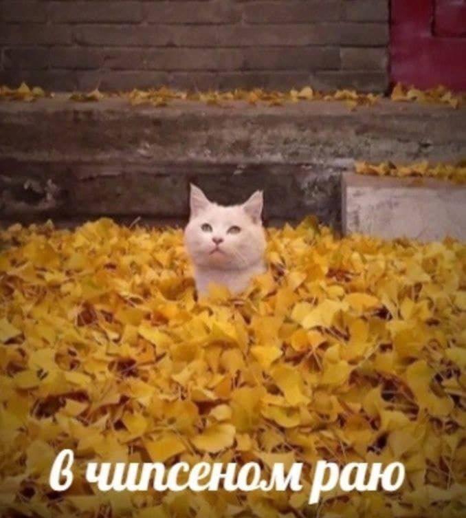 котэ,прикольные картинки с кошками,рай