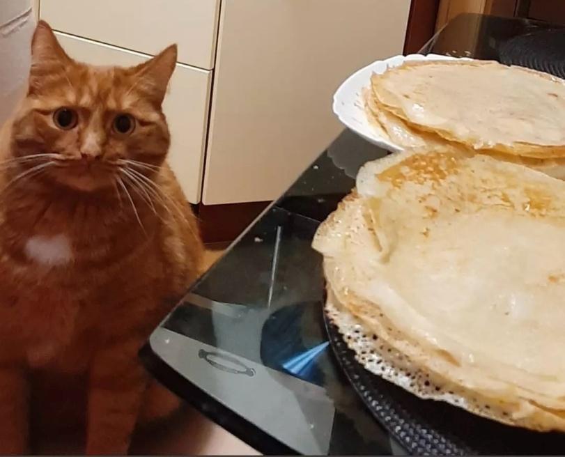 котэ,прикольные картинки с кошками,рыжий кот,блины,Приколы про еду,cats,Pancakes,,жирный кот