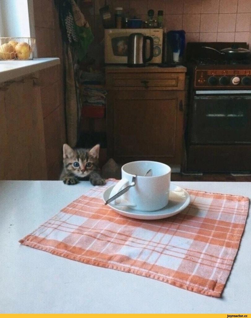 котэ,прикольные картинки с кошками,сквозь время,было стало,cats,before and after,до и после