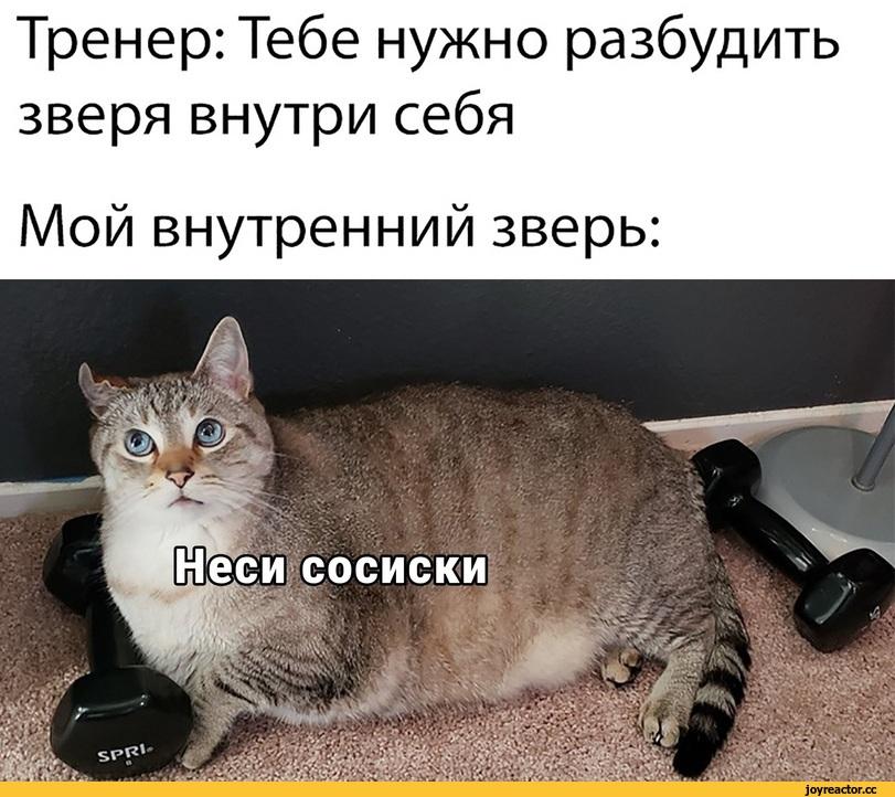 ﻿___ .N /	£ВДЗв" t*''' a"%	•	^ T“« II* A •' wHi* * * -	У-* %i лУУг v\ »,	»v*‘ #xfSi; w .* < X-* ч V .** •	' *>р.л >:^	ц V .r*>К*. V.îVÏAffi f: Vi * VéíCíSaVPo,'1. Т*Г*Х ' .Va к „ « кУП.ч *ЛЧ|►aus.;it ч-.л'%Ь ^,котэ,прикольные картинки с кошками,хз какие теги,песочница