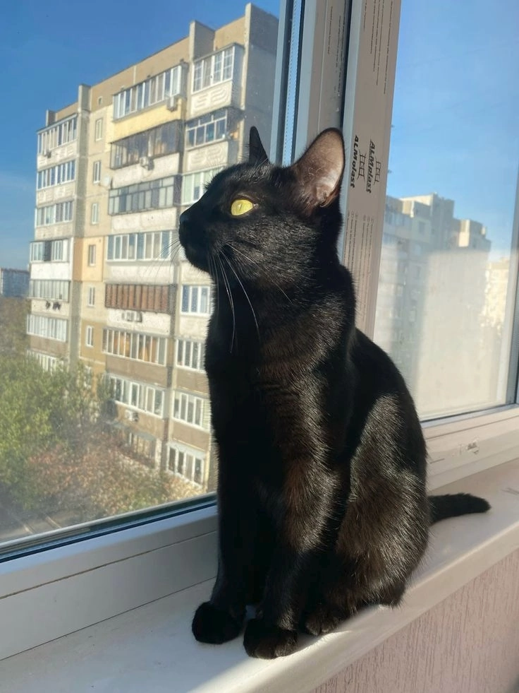 котэ,прикольные картинки с кошками,черный кот,окно,cats,black cat,window