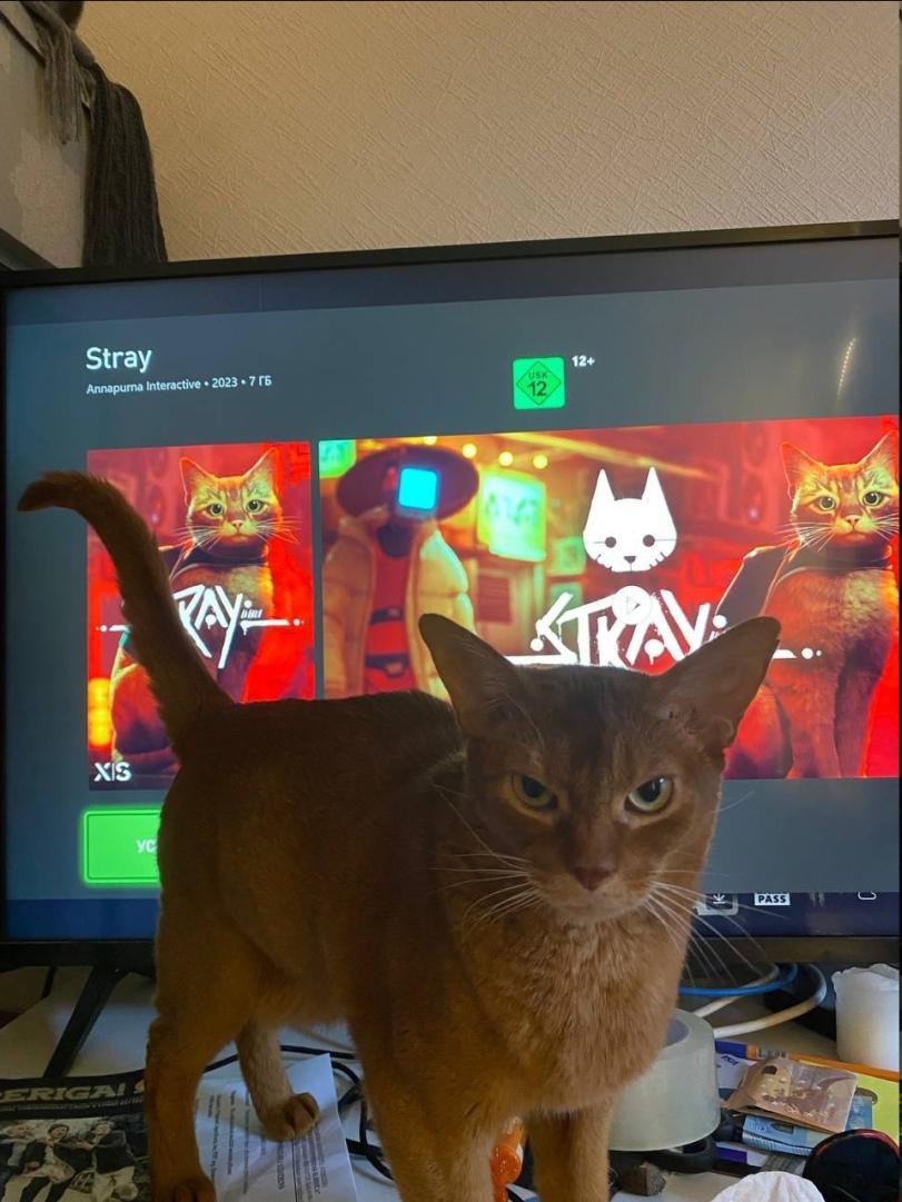 ﻿ Annapurna Interactive ■ H HI ^ v ’ rv, 1 1 [yX^.1 m ^H hIA li F 7 ArJ A . IL*i,котэ,прикольные картинки с кошками,Stray (игра),Stray (game),Игры,абиссинская кошка