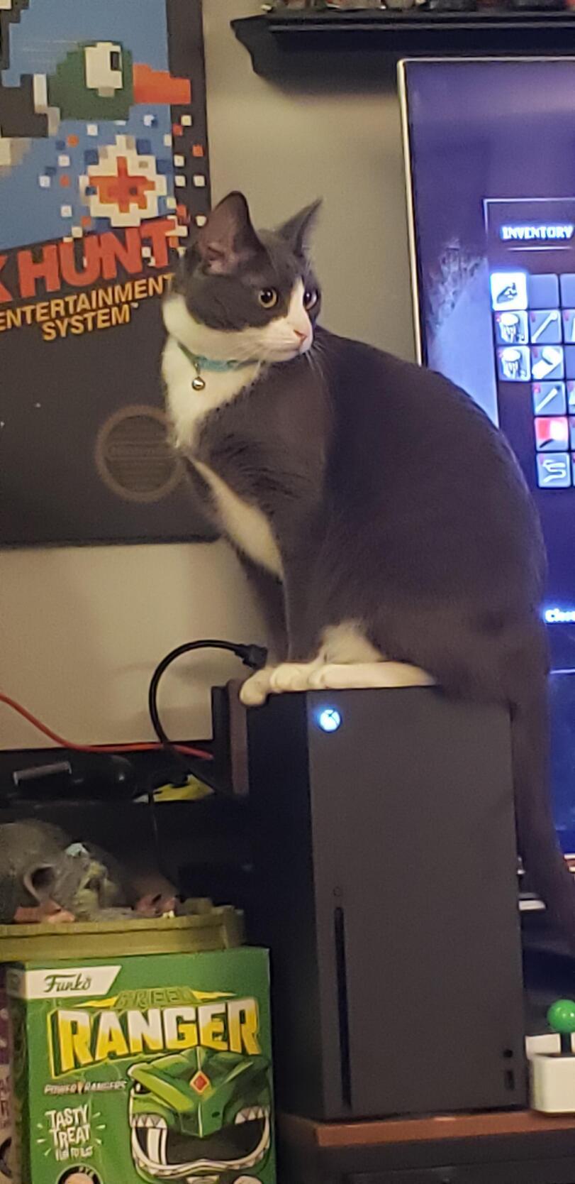 ﻿ ■ < i 1 " - v] и Sol / 1 • "1 1 vV. ** rl k \j ici □1,котэ,прикольные картинки с кошками,xbox Series X,консоли,xbox