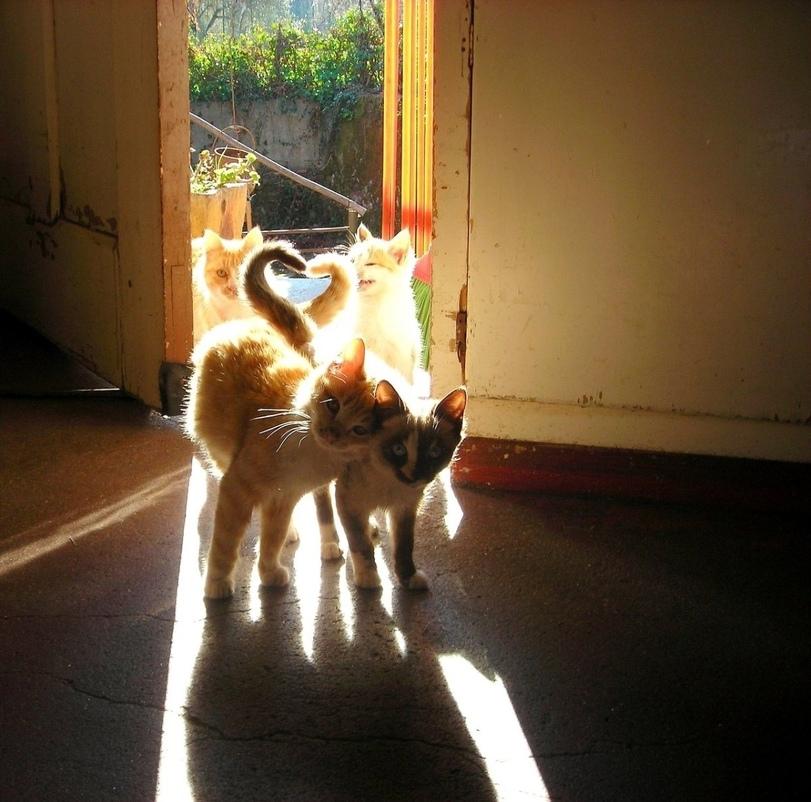 котятко,котэ,прикольные картинки с кошками