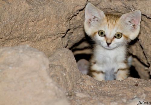 котятко,песочница,кот