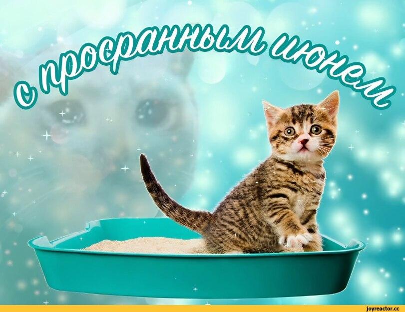 кот,Июнь