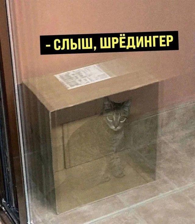 кот шрёдингера,длиннопост