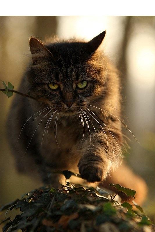 кошки,милые,пушистики,зверюшки,хищники,песочница,длиннопост,биосфера,живая природа