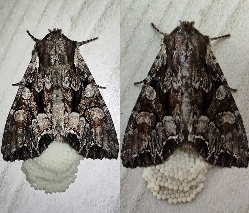 мотылек,Куча яиц под ногами,куча яиц под ногами,,moth,макросъемка,кладка,яйца,песочница