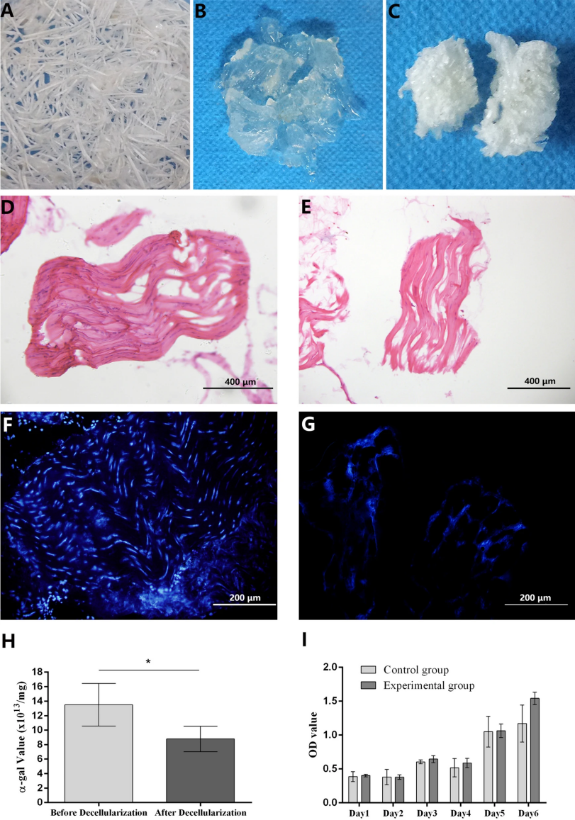 ﻿H Before Decellularization After Decellularization 2.0-. 1.5- g 1.0 H o o 0.5-) 0.0 □□ Control group □□ Experimental group rin ± it * - [i ll A Davl Dav2 Da\3 Dav4 Dav5 Dav6,наука,медицина,связки,Сухожилия,внеклеточный матрикс,длинопост