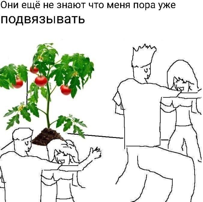 ﻿Они ещё не знают что меня пора уже подвязывать,помидорка,I Wish I Was At Home,Мемы,Мемосы, мемасы, мемосики, мемесы