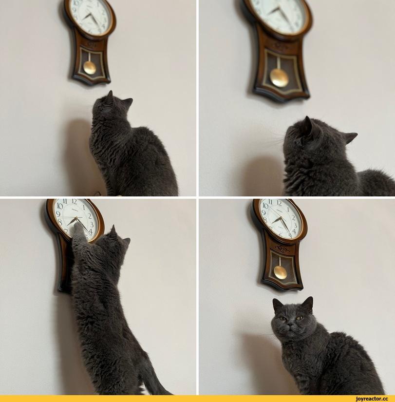 пора,песочница,кошка