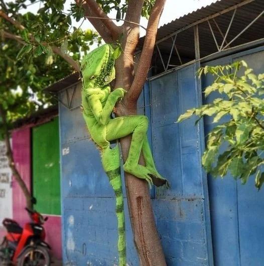 приколы для даунов,ящерица,квадроберы,Игуана,jokes for retards,Lizard,Marvel,fandoms