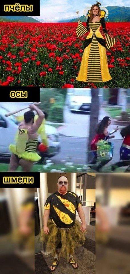 ﻿пчелы осы шмели,пчёла,Насекомое,Оса,Шмель