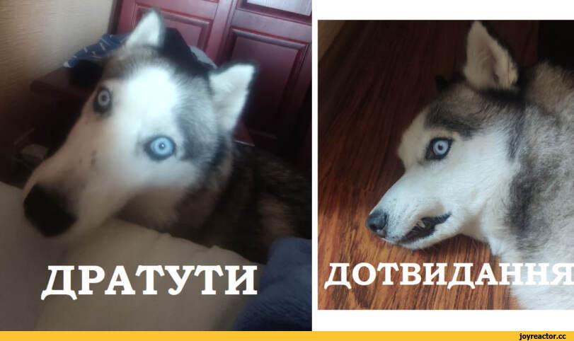 ﻿ДРАТУТИrïl	шя к Л	S ¥	i;t:i,собака,собакен, песель, пес,хаски,husky,  сибирская хаски, сибирский хаски, ,дратути