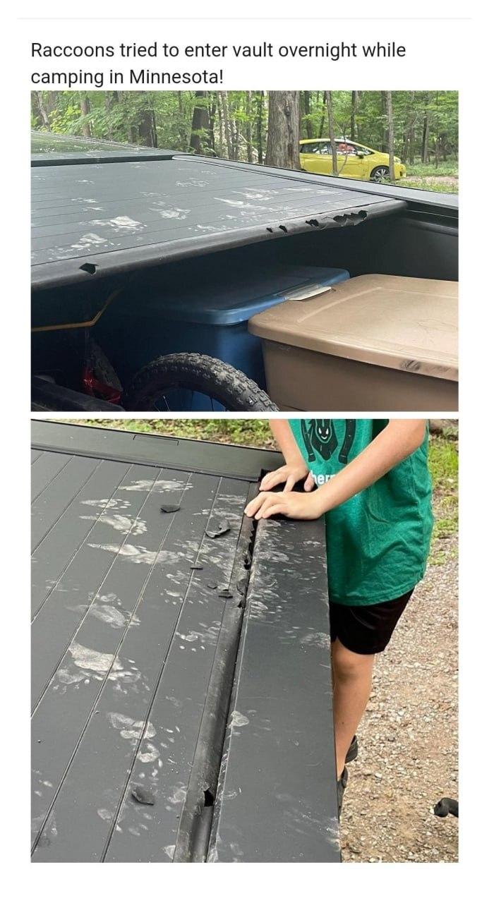 фотографии,Tesla Cybertruck,еноты,мусорка Raccoons tried to enter vault overnight while camping in Minnesota!,фотографии,Tesla Cybertruck,еноты,мусорка