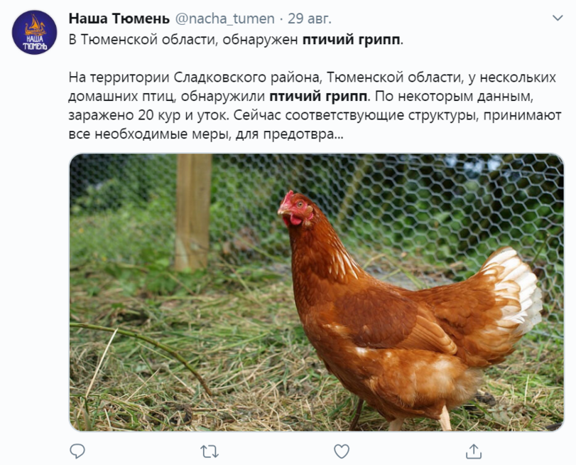 ﻿Наша Тюмень (©пасИа^теп ■ 29 авг.В Тюменской области, обнаружен птичий грипп.На территории Сладковского района, Тюменской области, у нескольких домашних птиц, обнаружили птичий грипп. По некоторым данным, заражено 20 кур и уток. Сейчас соответствующие структуры, принимают все необходимые