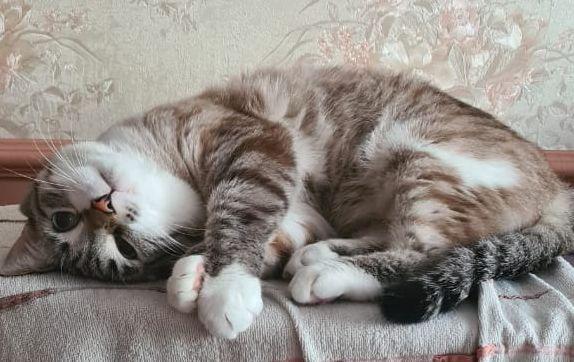 Max the cat,фото,котэ,прикольные картинки с кошками,животные реактора,видеогифка,гиф анимация,гифки - ПРИКОЛЬНЫЕ gif анимашки,Max the cat,photo,cats,,gif
