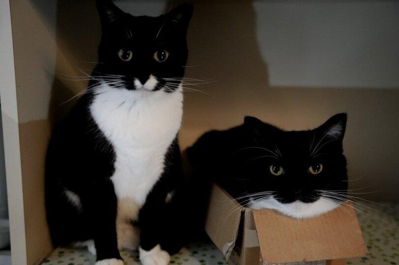 Uni (кот),коты,кот и коробка,кот в коробке,живность,cats,the cat and the box,cat in the box,