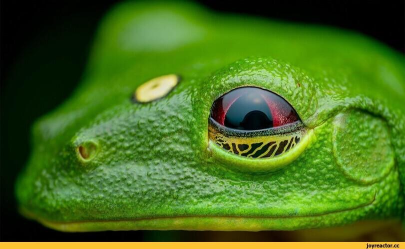 it's wednesday my dudes,макросъемка,глаз,лягуха,животные,hi-res,It is Wednesday My Dudes,,frog,,