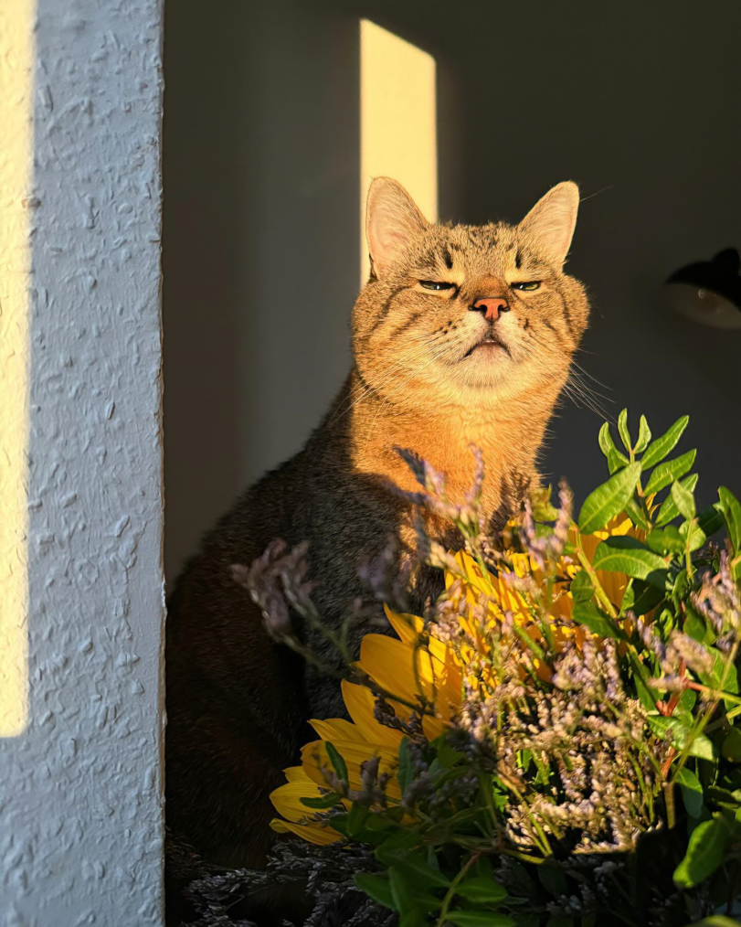 loveyouStepan,кот Степан,котэ,прикольные картинки с кошками,закат,зевок,stephania_girlcat,loveyoustepan,cats,sunset,yawn,stephania_girlcat