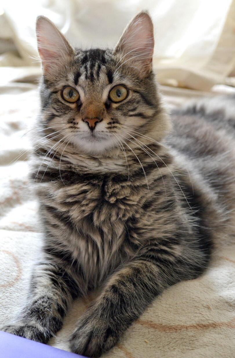 котэ,прикольные картинки с кошками,личное,мое котэ,Моя Пуша,удалённое