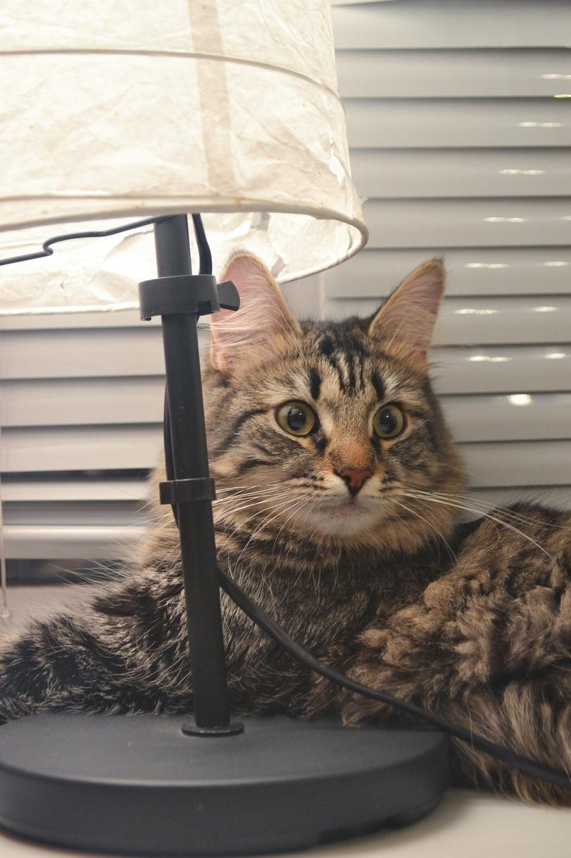 личное,котэ,прикольные картинки с кошками,Моя Пуша,ламповые коты,удалённое