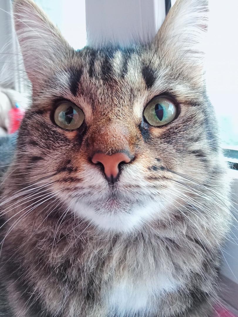 личное,котэ,прикольные картинки с кошками,Моя Пуша,удалённое