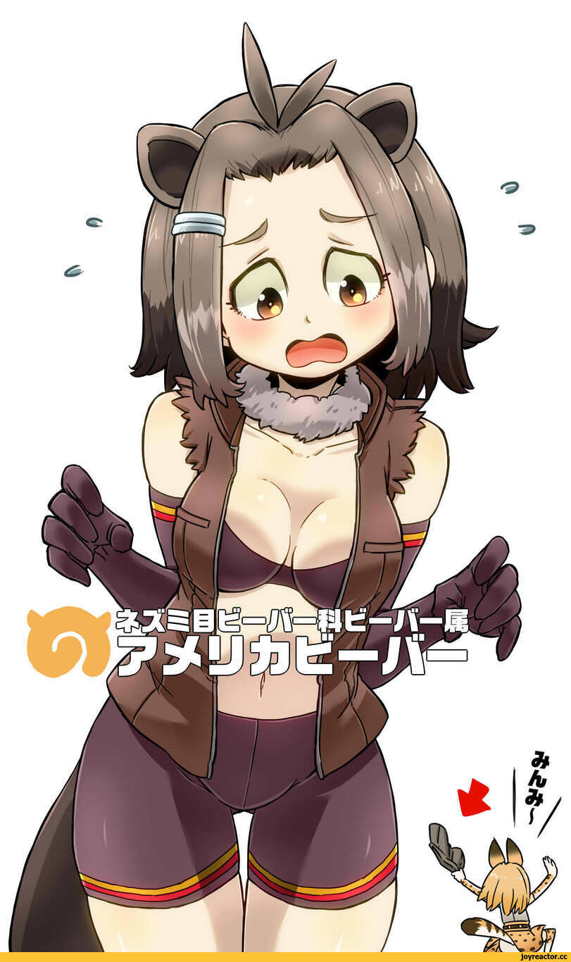Serval (Kemono Friends),Kemono Friends,Anime,Аниме,фэндомы,aono3,Anime Artist,Аниме арт, Аниме-арт,artist,Lion (Kemono Friends),tiger (kemono friends),Shoebill (Kemono Friends),Ezo Red Fox (Kemono Friends),Silver Fox (Kemono Friends),Tsuchinoko (Kemono Friends),Japanese Crested Ibis (Kemono